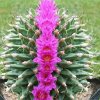 Turbinicarpus_alonsoi_cristata